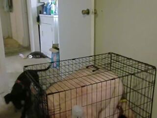 Colocar canino em gaiola: grátis caged hd x classificado vídeo exposição 25